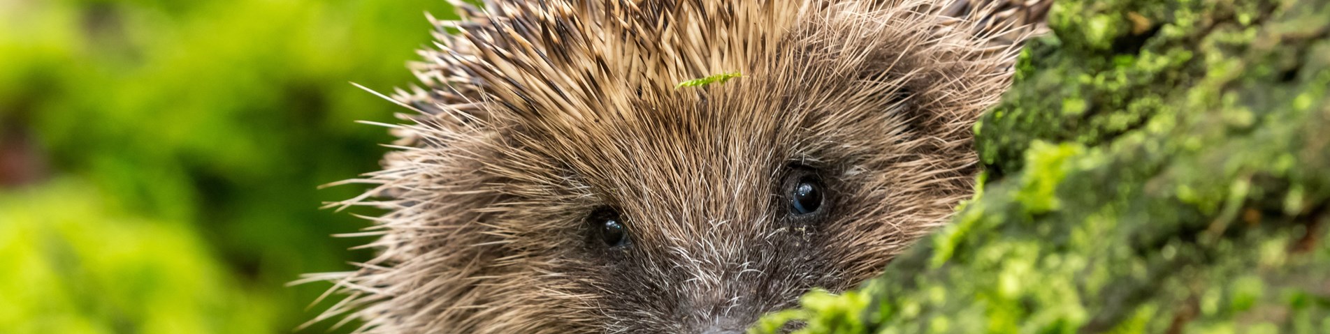 hedgehog banner.jpg