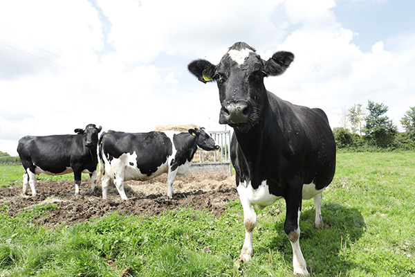 Organic Dairy Sector Working Together
