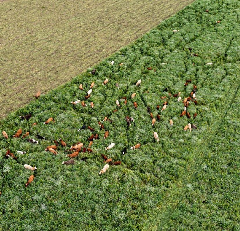 Balbirnie salad bar jungle.JPG