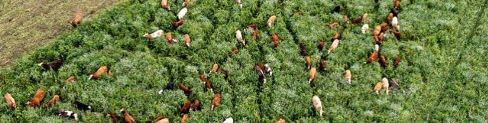 Balbirnie salad bar jungle.JPG