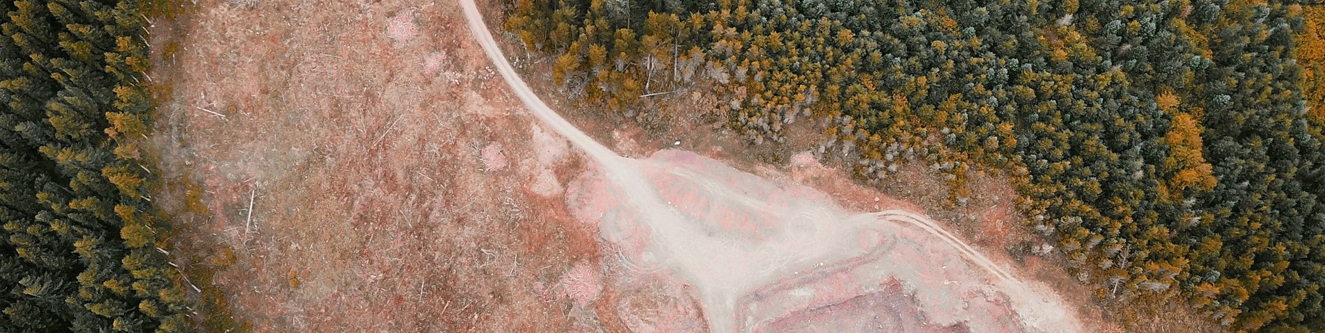 soil-association-certification-forestry-deforestation.jpg
