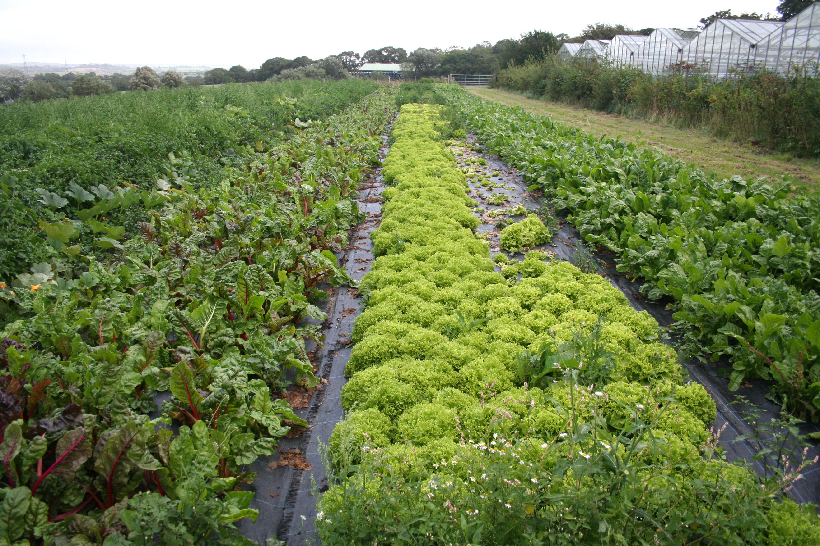 Hankham organics-lettuce growing with weed suppressent mulch.JPG