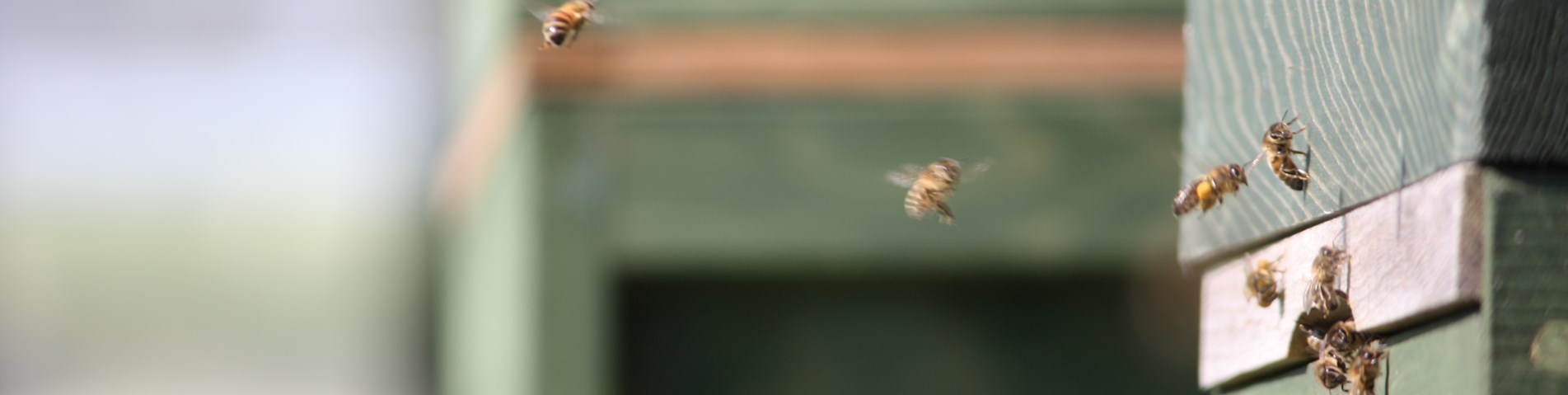 Bees in flight around hive