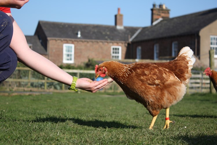 chicken eating from hand
