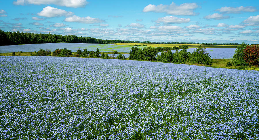 5.Flax fields growing in France.jpg
