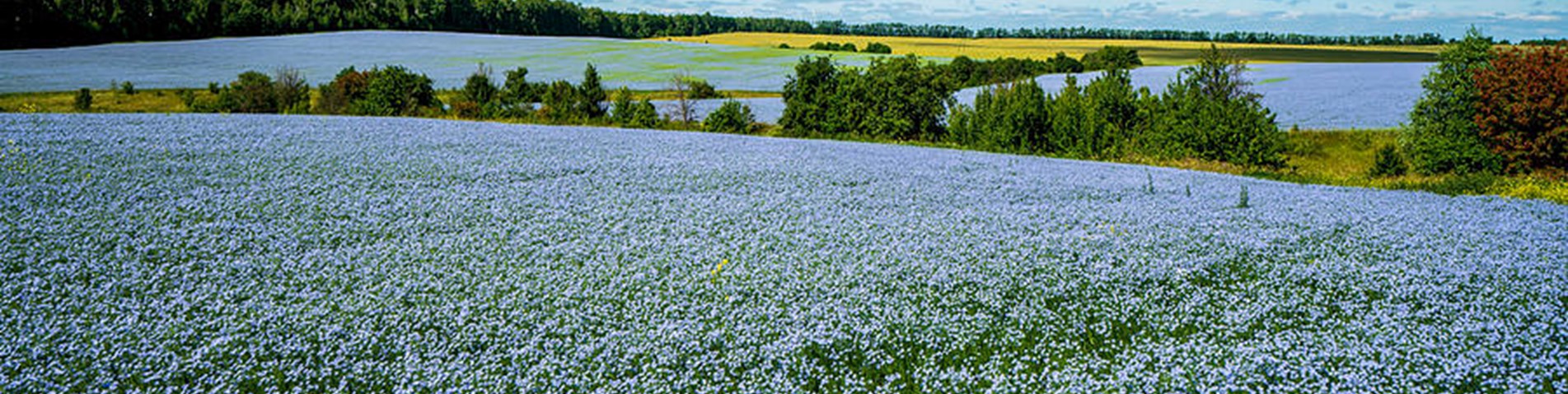 5.Flax fields growing in France.jpg