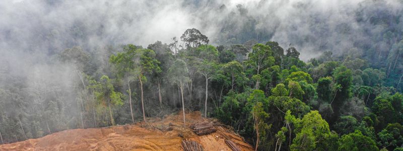 Newsletter images 800 x 300.jpg