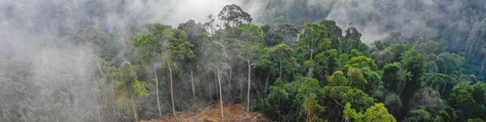 Newsletter images 800 x 300.jpg