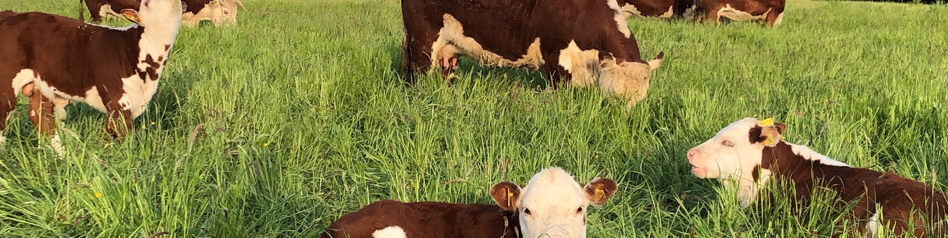 treberfedd-organic-beth kelsey (6).jpg