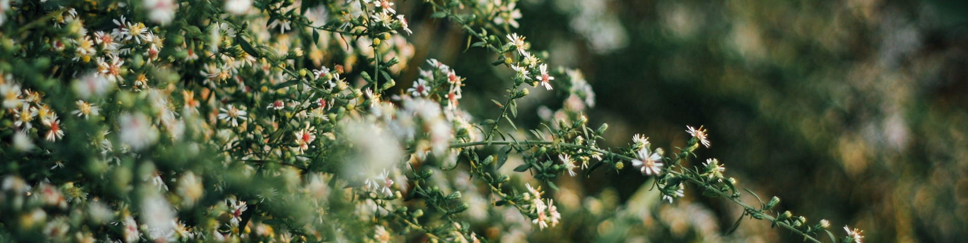 Unsplash_shelby-deeter-QhNHbvA43JE-unsplash_Healthy hedges_Not Organic_No limits for usage.jpg