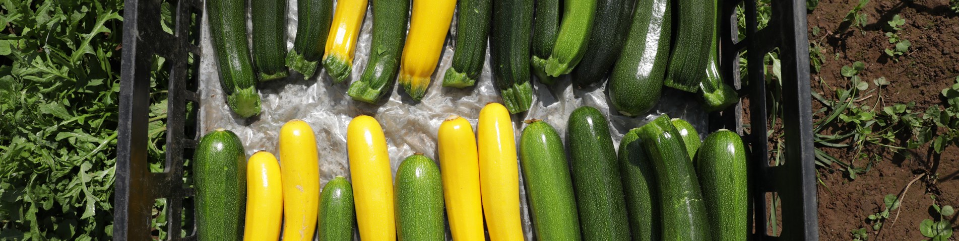 IO5A2650-courgettes in a crate-organic-Helen's Farm-noexpiry-credit Jason Taylor.jpg