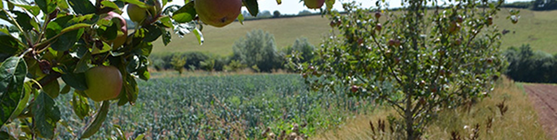 Shillingford-veg-through apple tree5.jpg