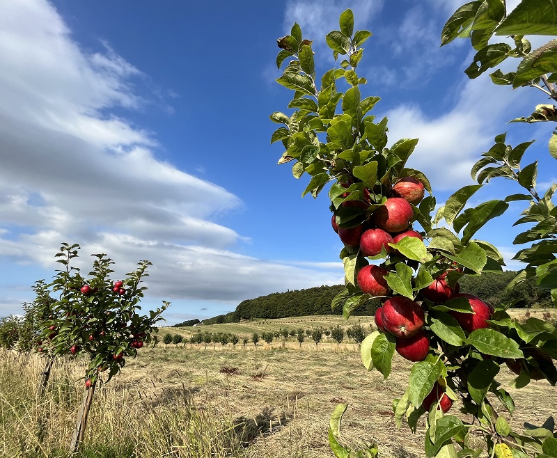 Feasibility assessment for an aggregated whole farm approach to accessing natural capital markets