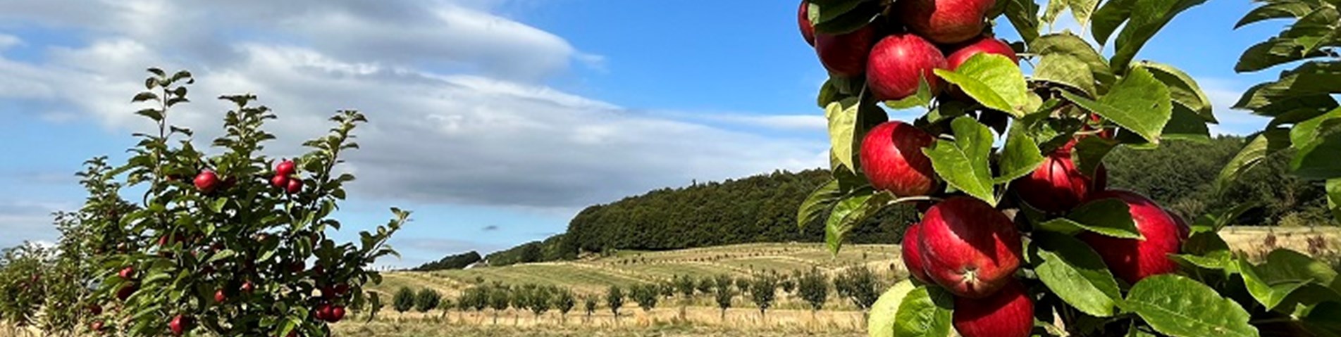 parkhill canva websize.jpg