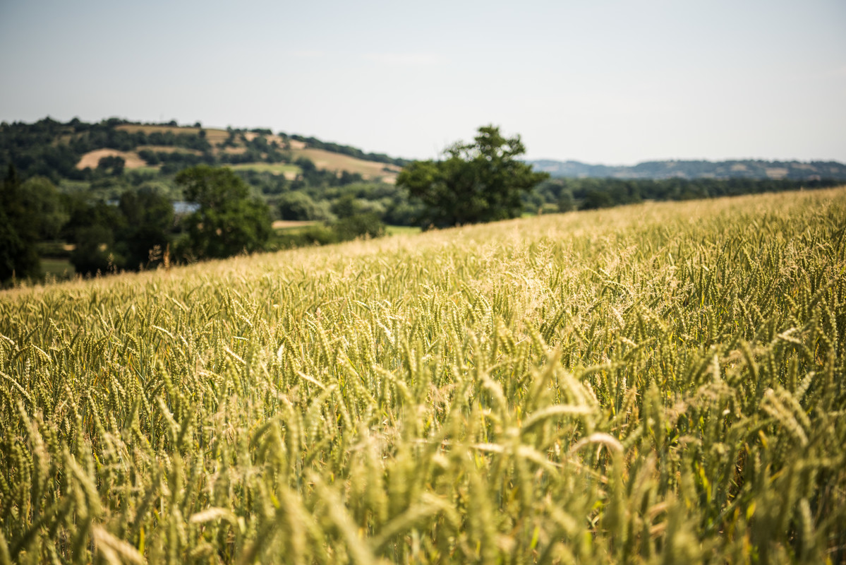 3001_HarvestingYeo Valley - Organic - Licensee - PermissionGranted by Niki Martin - Photo credit ALWAYS Yeo Valley - do not use after May 2024 without checking with YV.jpg