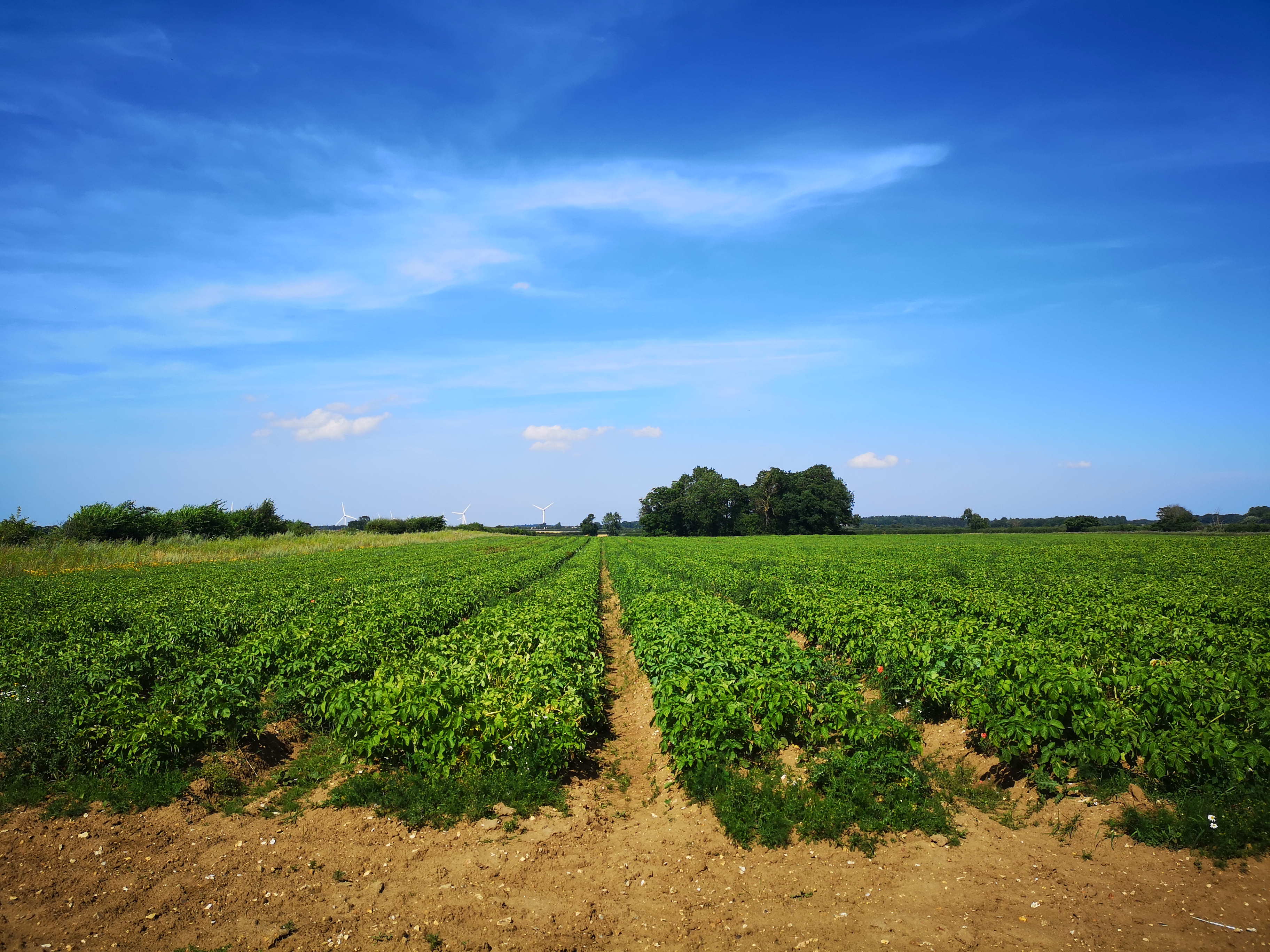 img-organic-rborganics (27).jpg