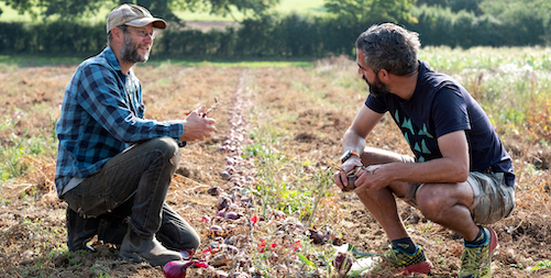 SteveGeorgeOnions (1).jpg