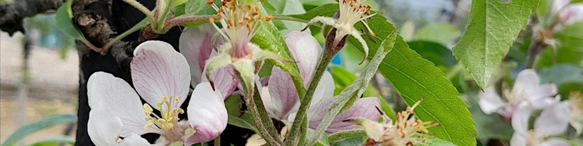 boxford farm-topfruit.jpg