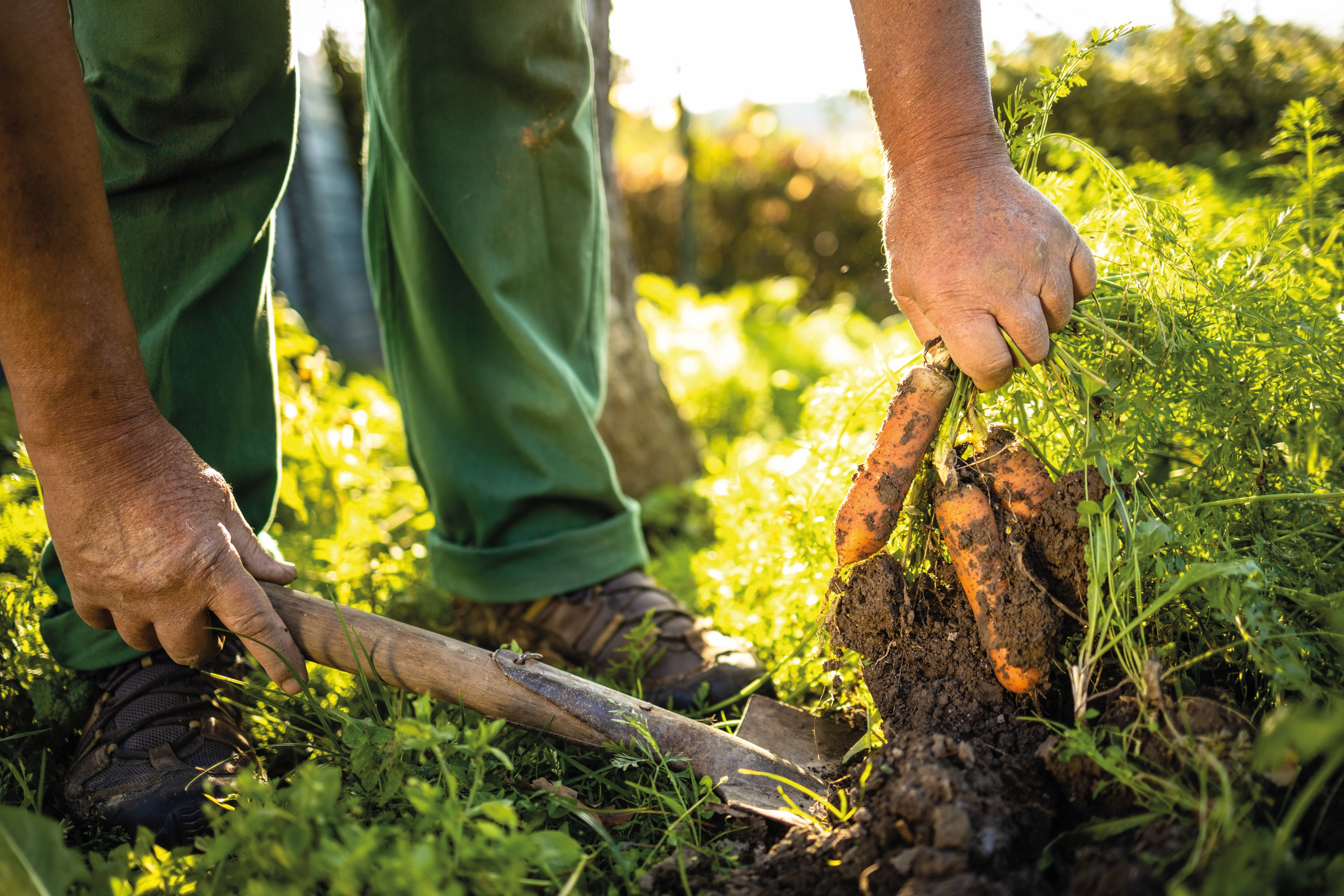 farmer harvesting carrots.jpg