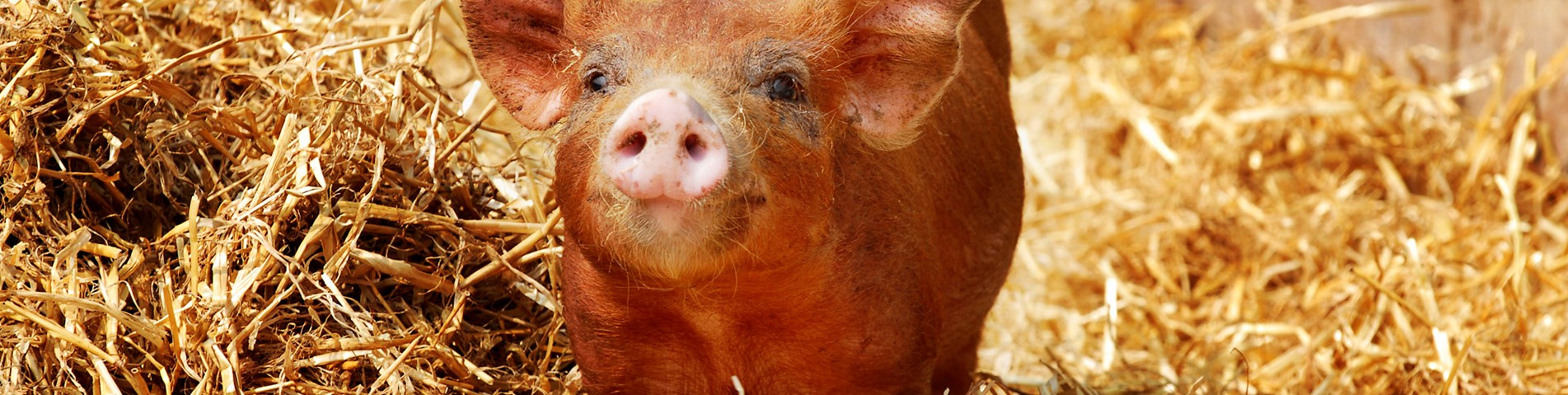 Cute piglet on golden straw