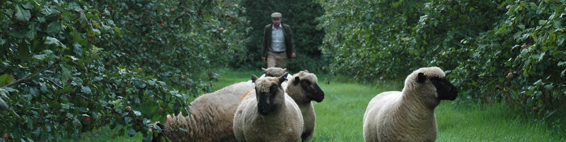 Sheep in orchards