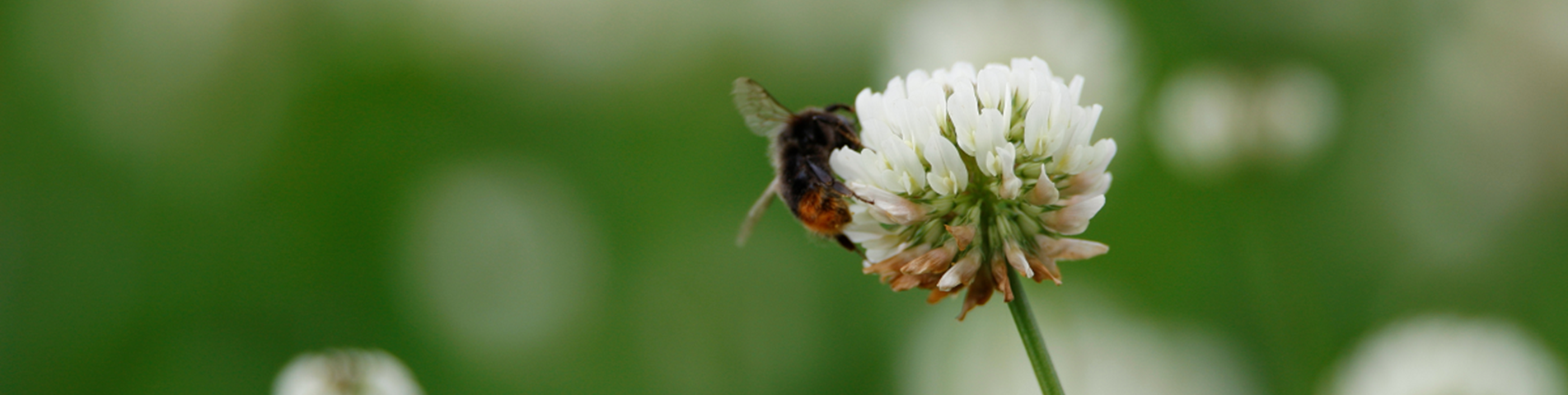 bee on clover from website Rhiannon Davis FLIPPED.png