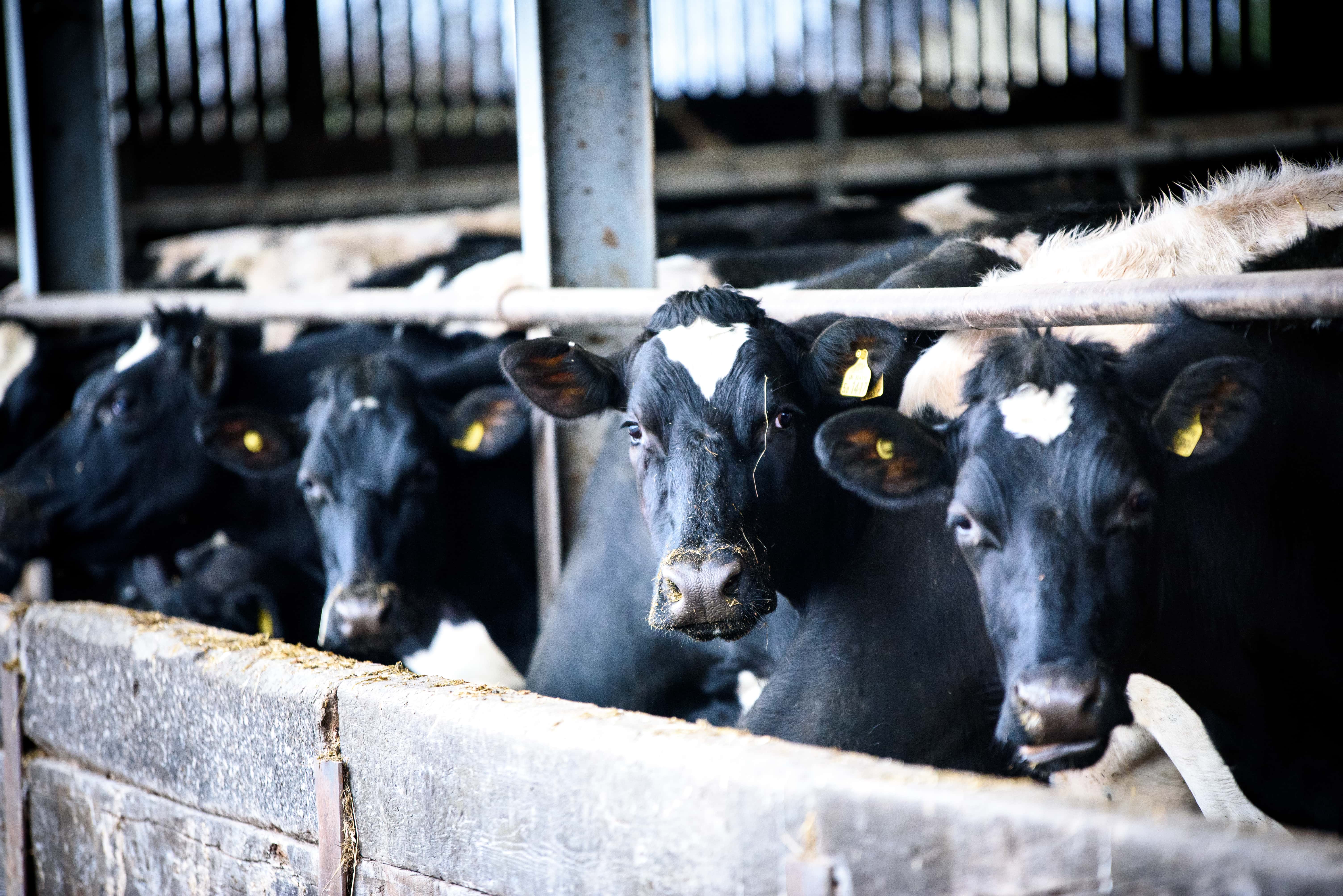 cows on eastbrook farm