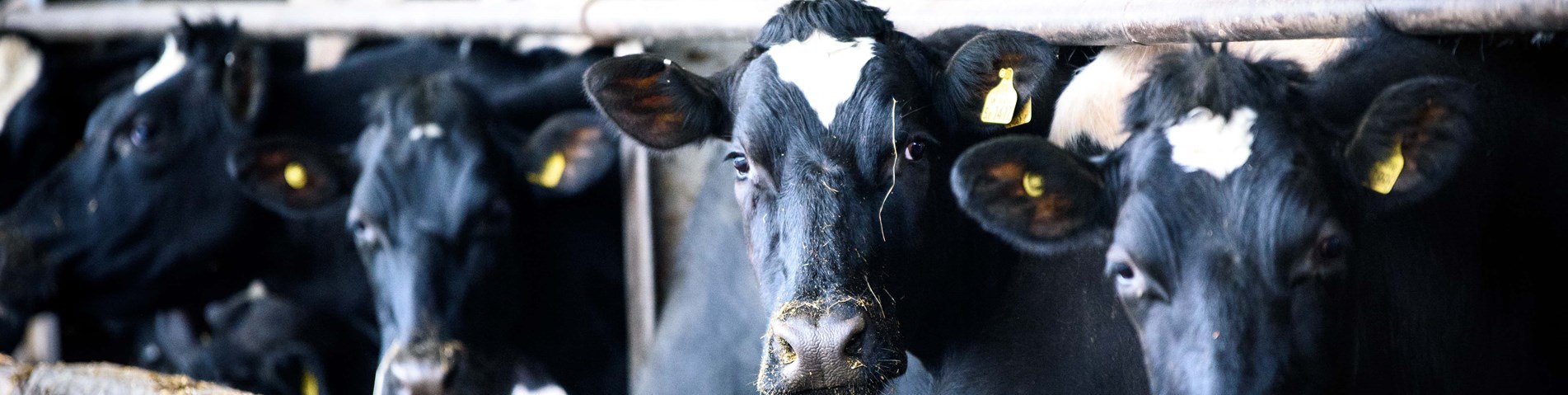 Cows at Eastbrook.jpg