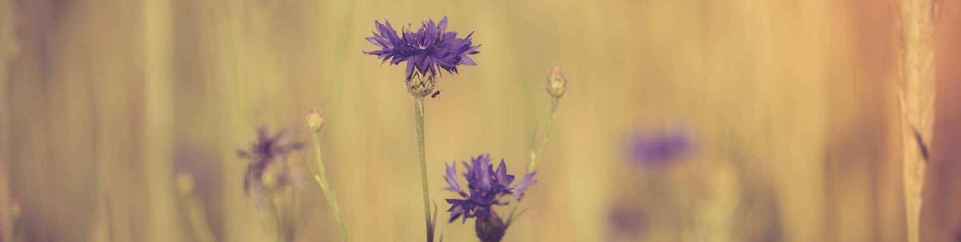 Abstract cornflower.jpg
