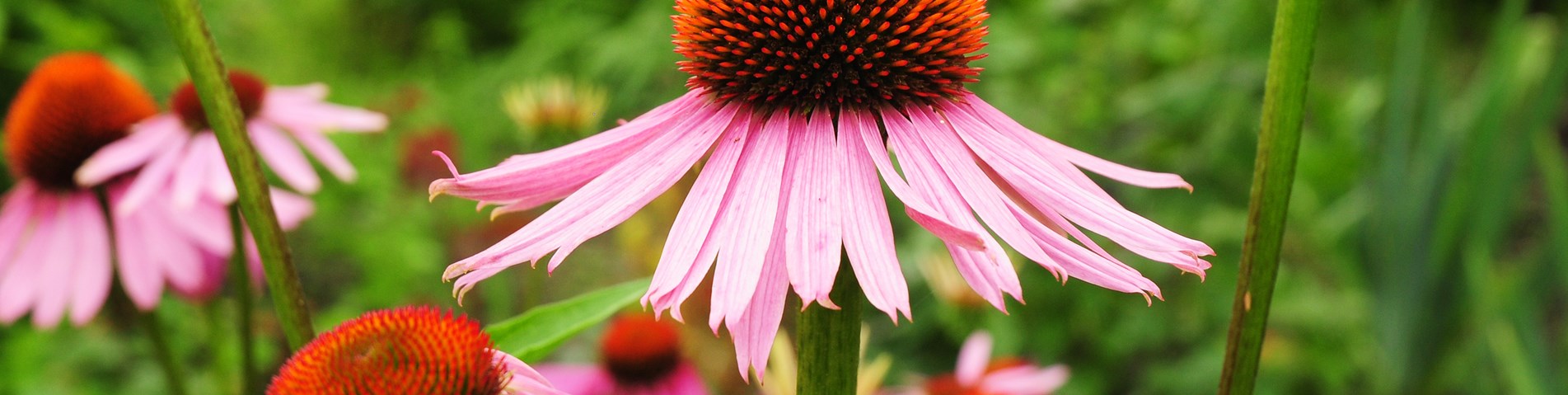 Echinacea.jpg