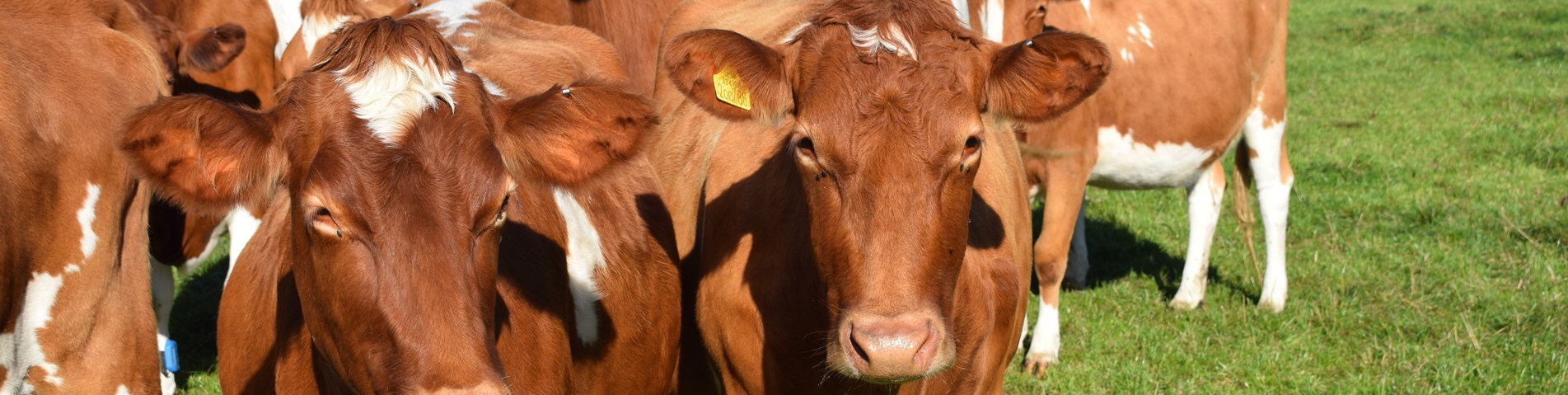 BerkeleyFarmDairy-Guernsey1.JPG