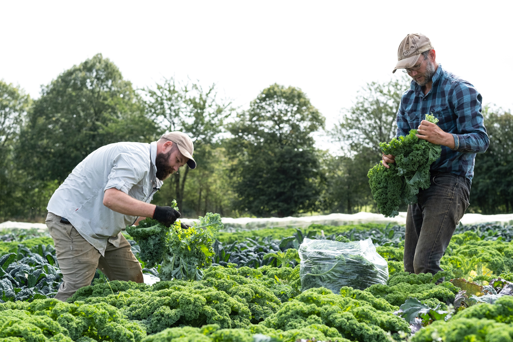 _DSF3247_LOW_RES_Farmers Picking Veg_Organic_09022024_PF Sandy Lane Farm.jpg (1)