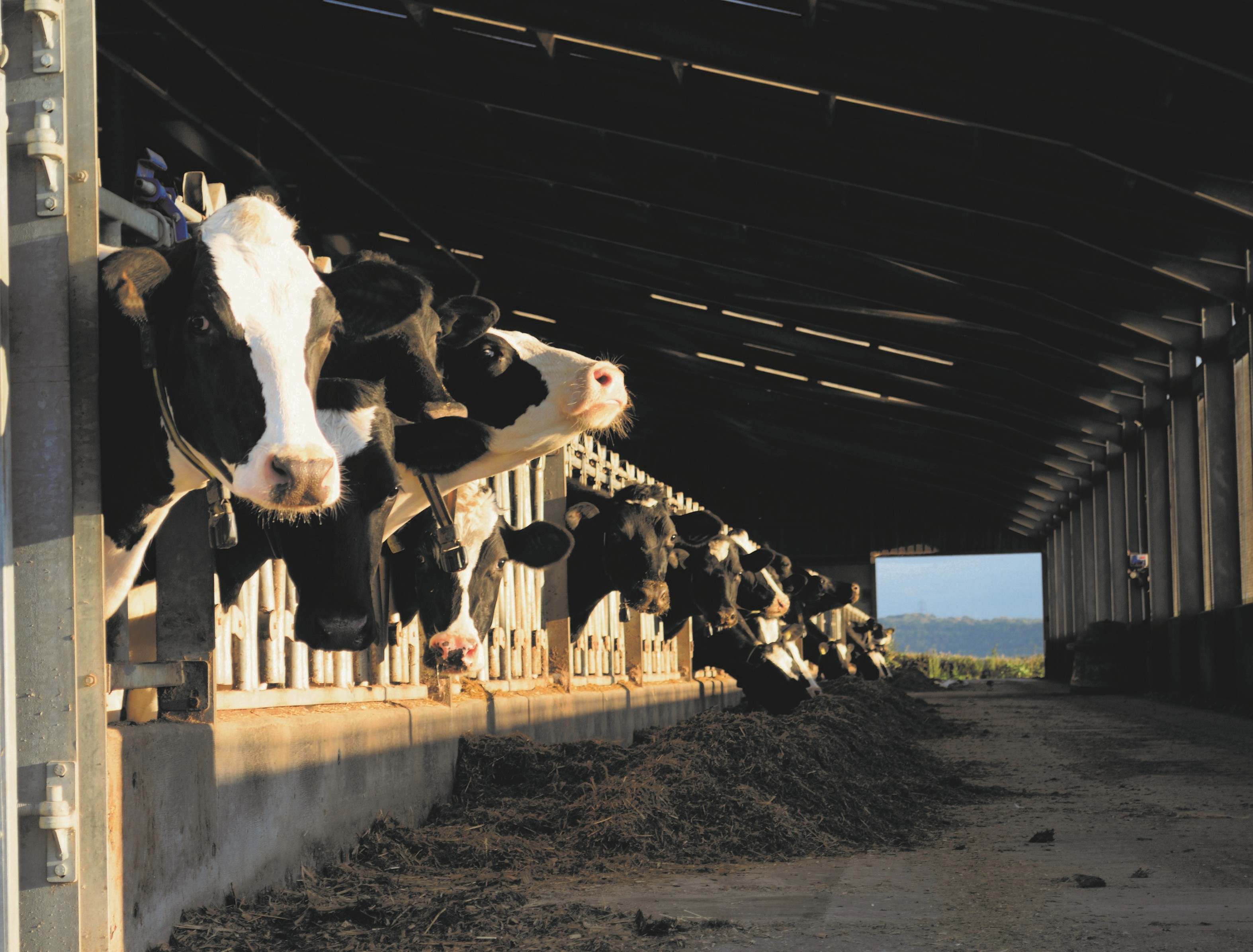 dairy cows-resizedv2.jpg