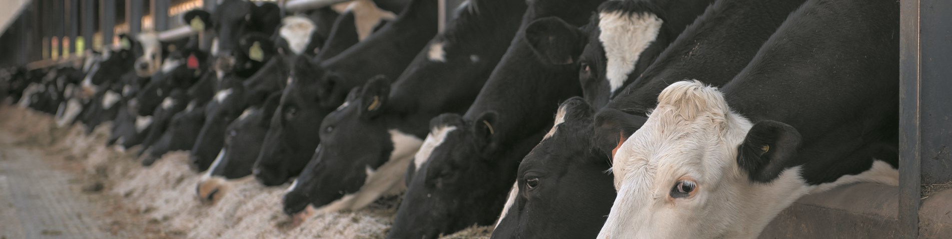 intensive cows-1.jpg