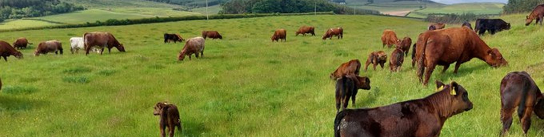 Oakwood cattle.jpg