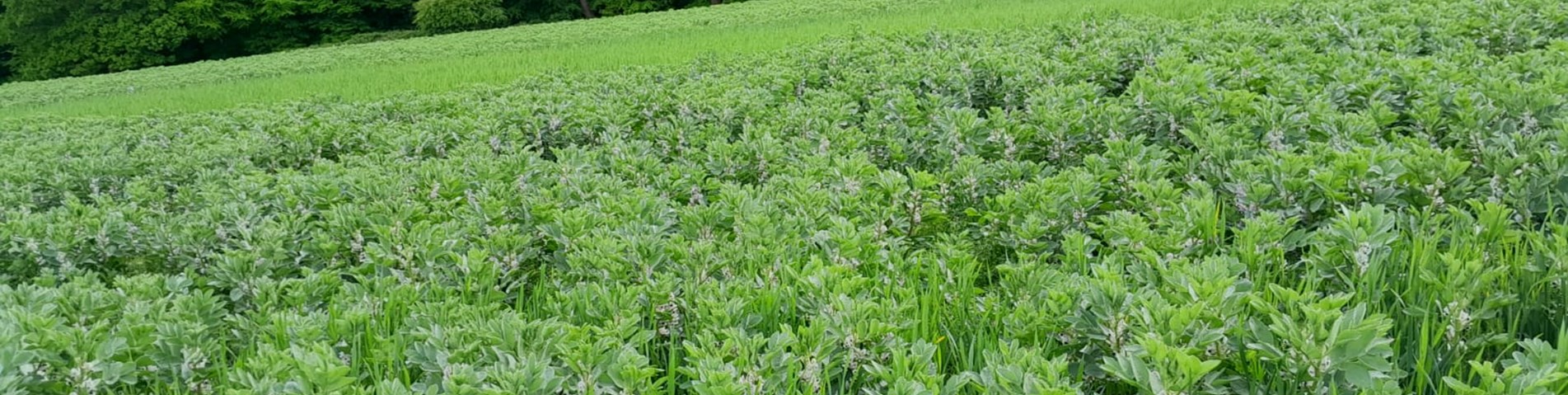 beans and wheat intercrop-jalford.jpg