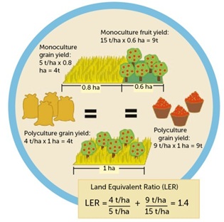 Land Equivalent Ratio (LER)