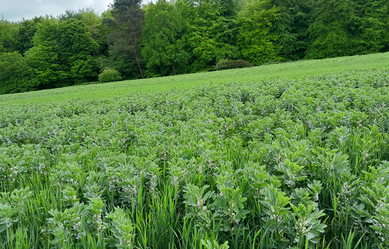 Intercrop of beans and wheat (pic: Jerry Alford)