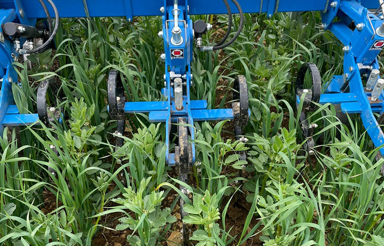 Mechanical weeding of intercropped beans and oats (pic: S. Blanch)