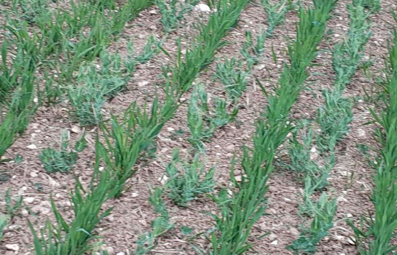Peas and oats planted in intercrop strips (pic: Jerry Alford)
