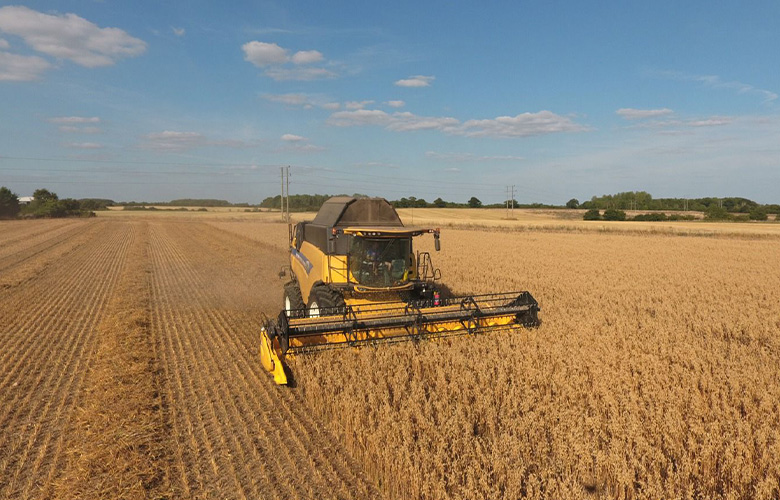Combining an intercrop of beans and oats (pic: S Blanch)