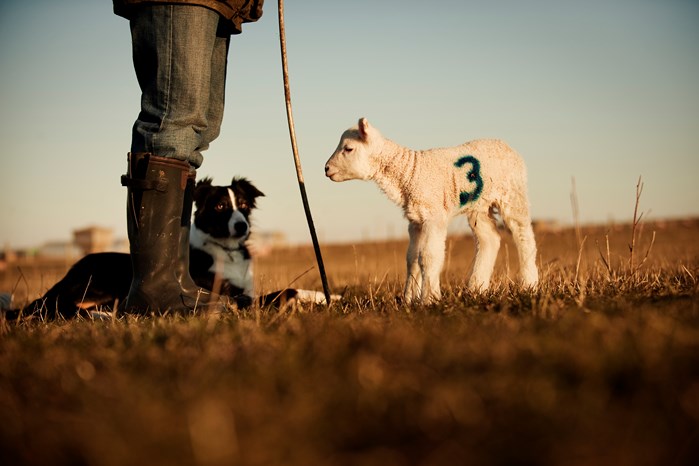 lamb, sheepdog and farmer