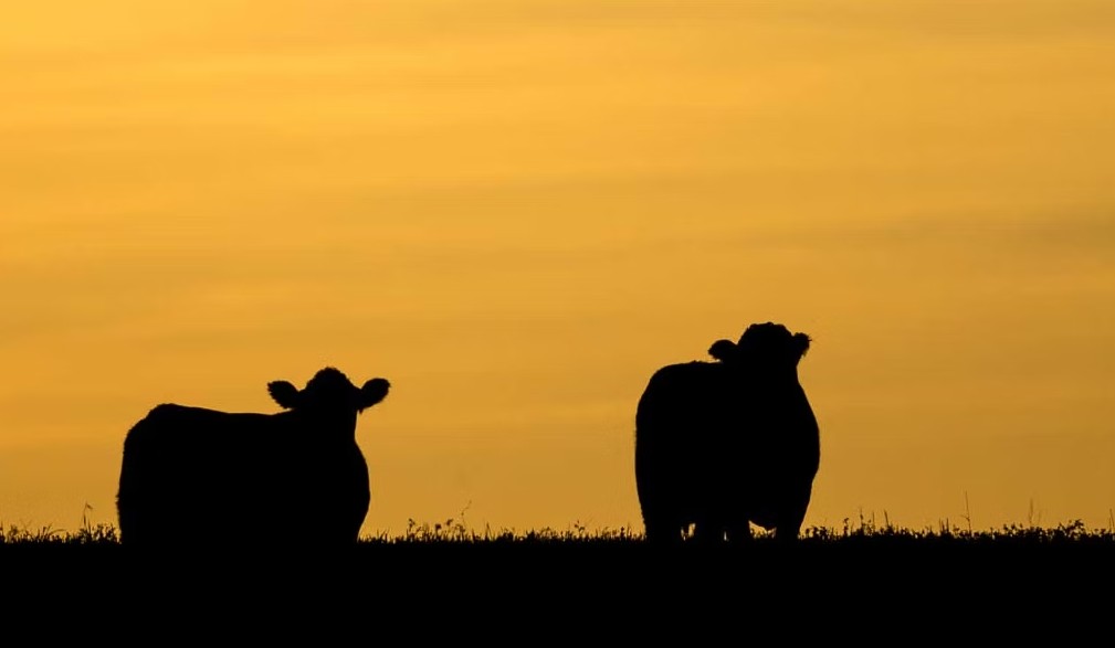 Carbon Calling Listening Day 2025