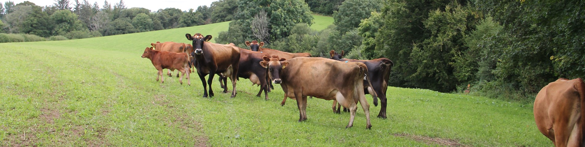 06-FAB-AgFo-LowerWithcombeFarm-cows field-consentY.JPG