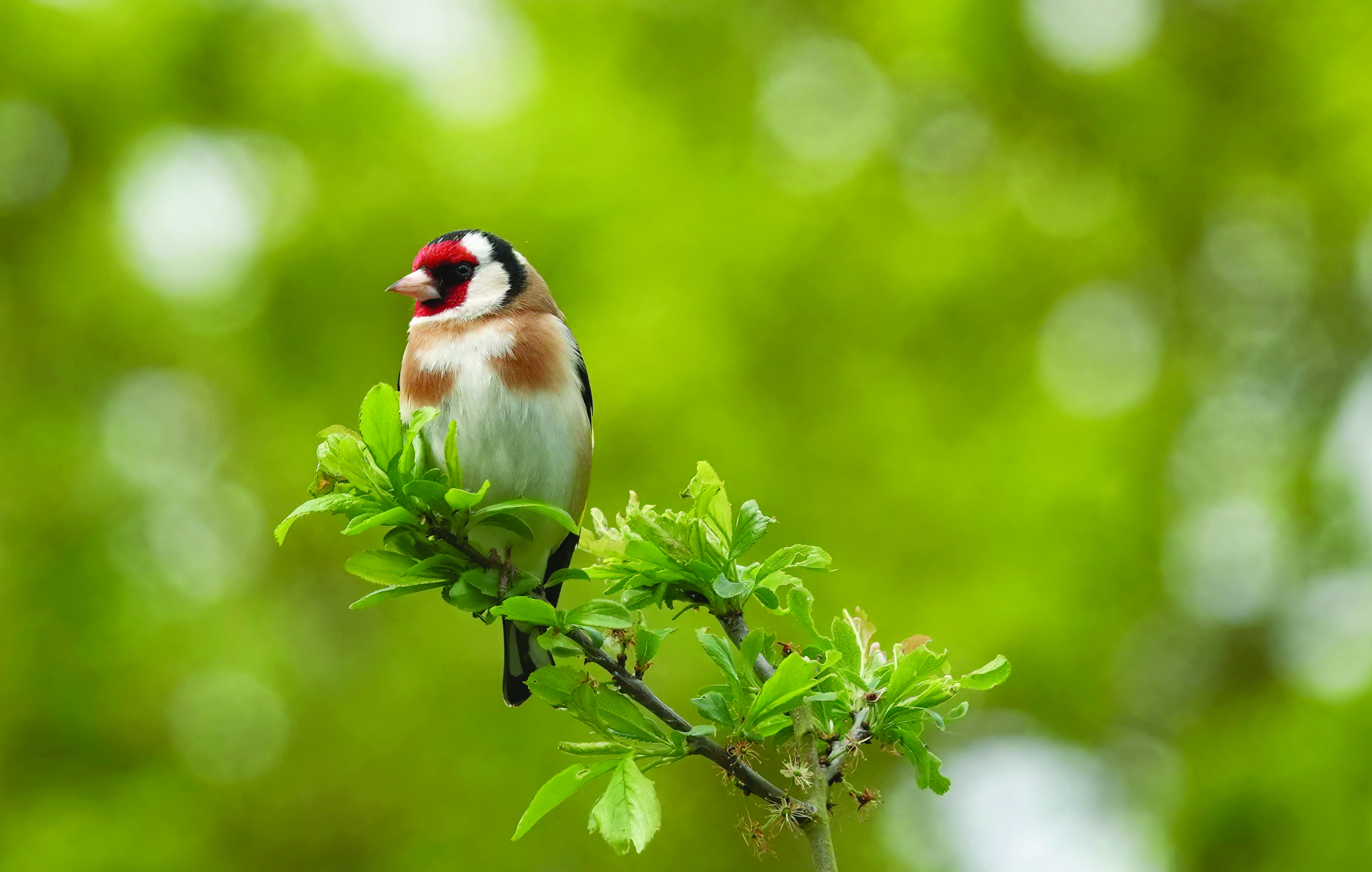 goldfinch in tree.jpg