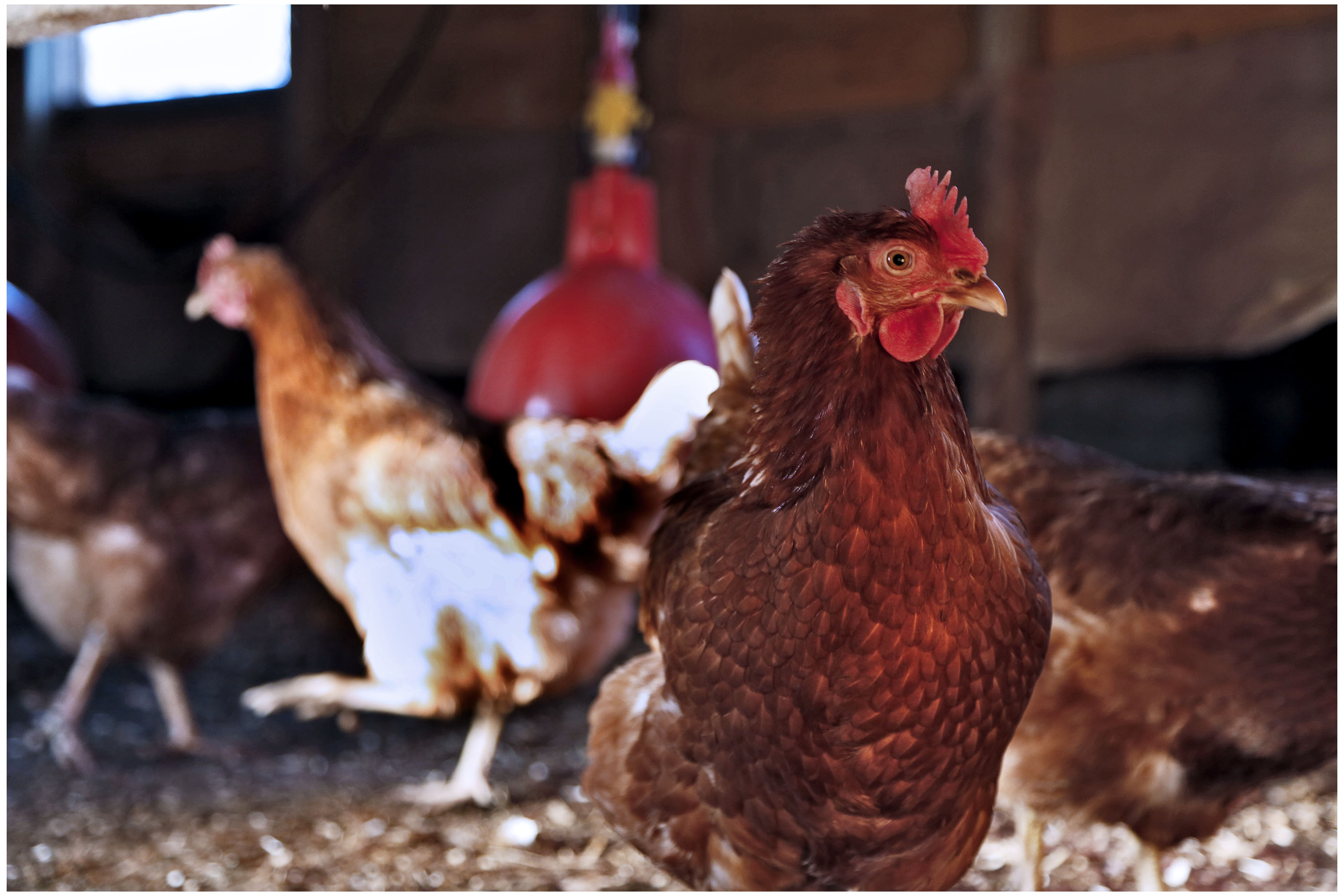 Use of non-organic pullets and new restrictions on non-organic protein in pig and poultry diets