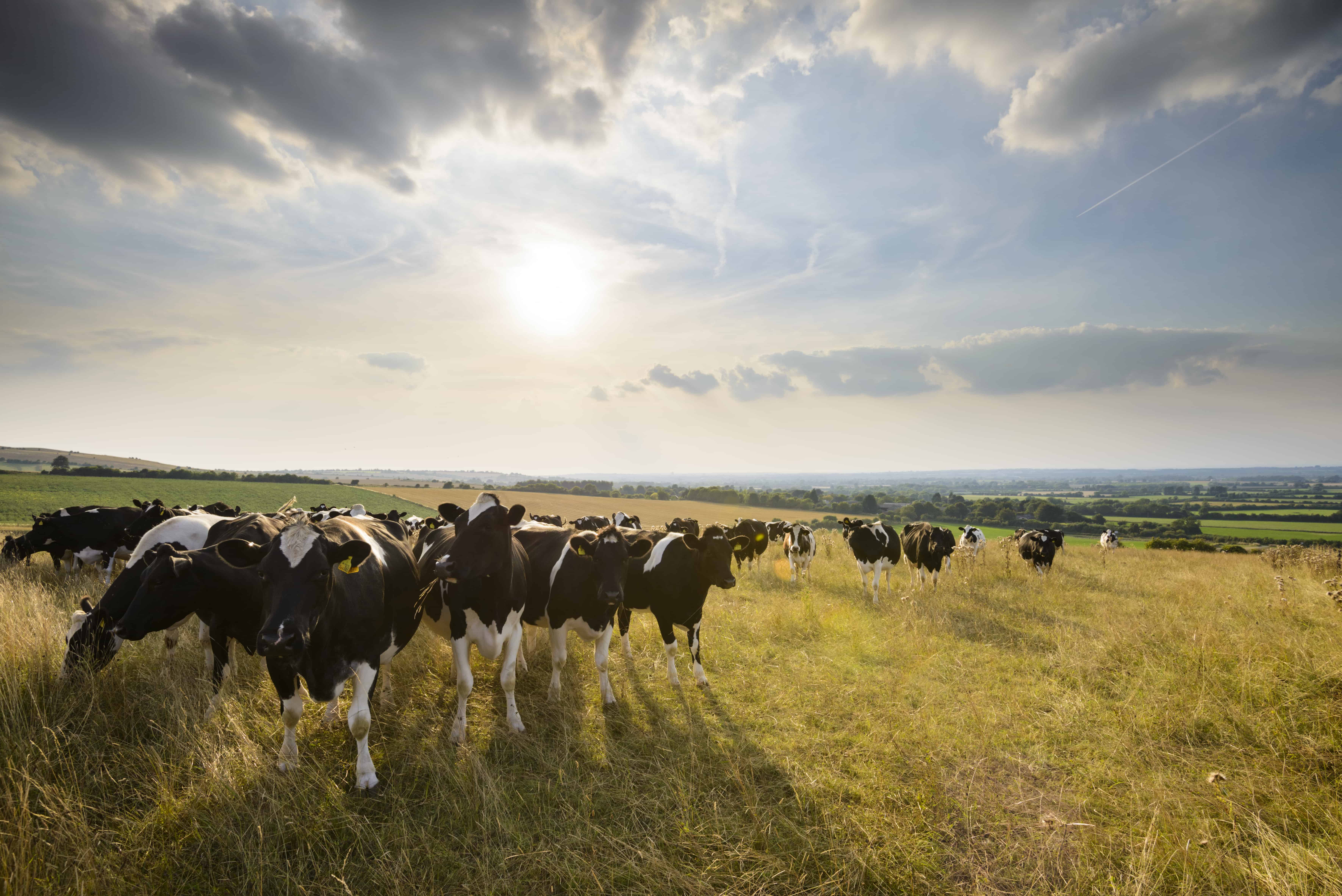 Organic Milk – More Of The Good Stuff!