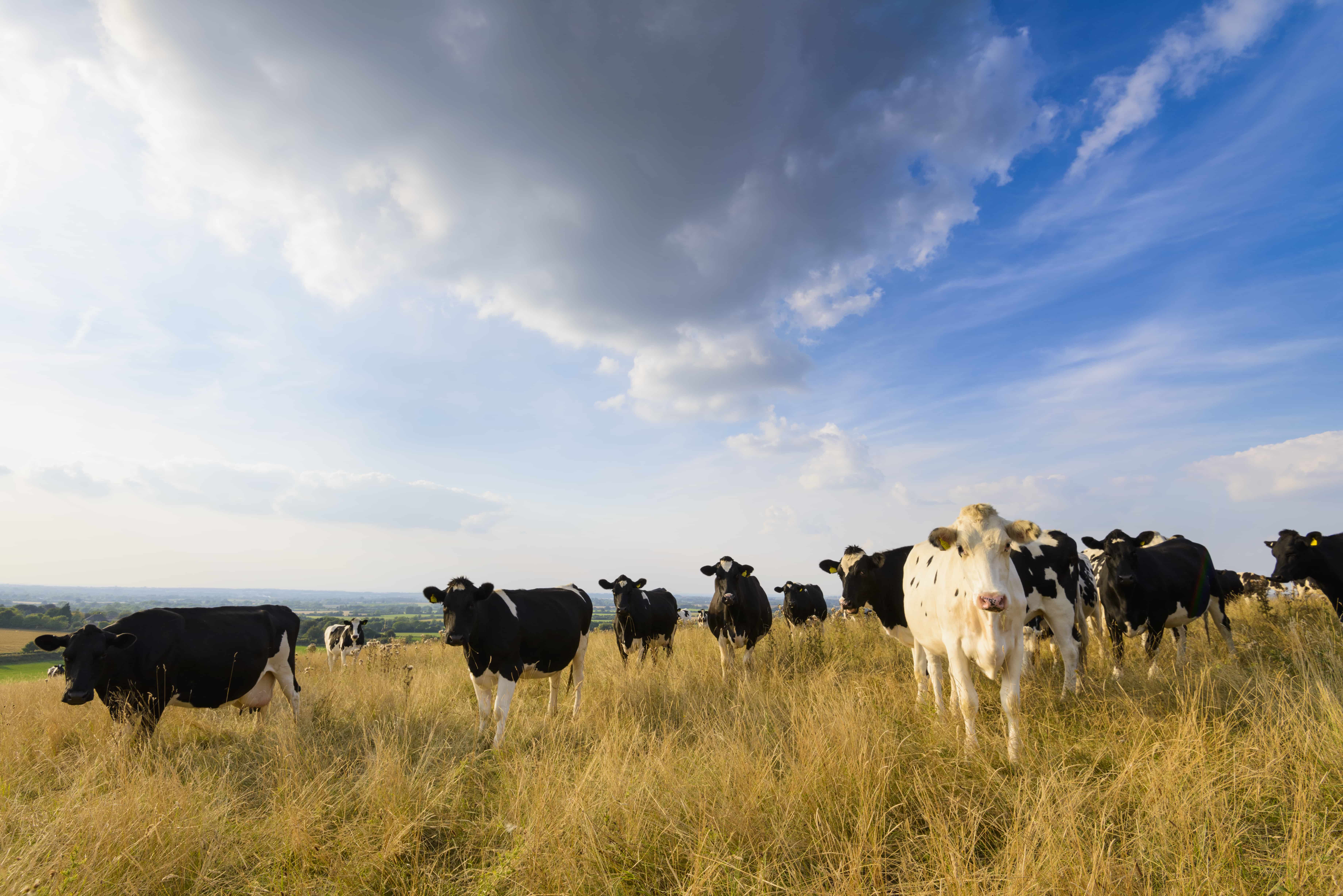 One in four UK households now choose organic milk