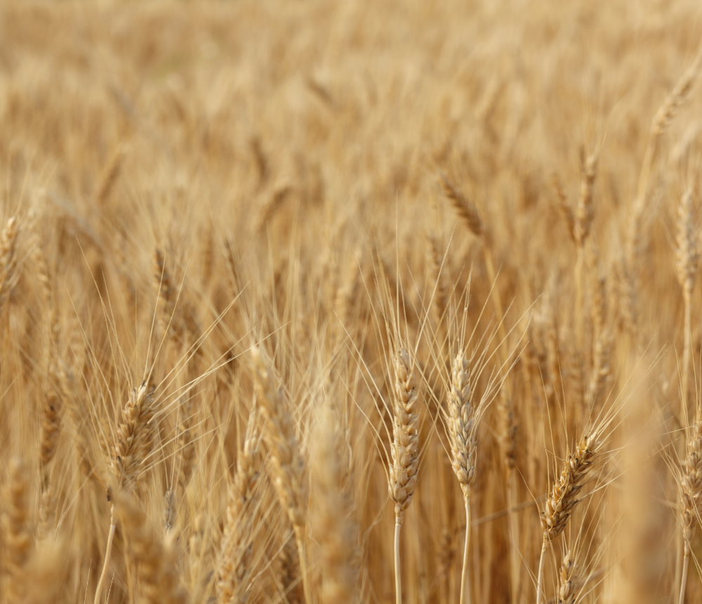 What is pre-harvest desiccant use of glyphosate?