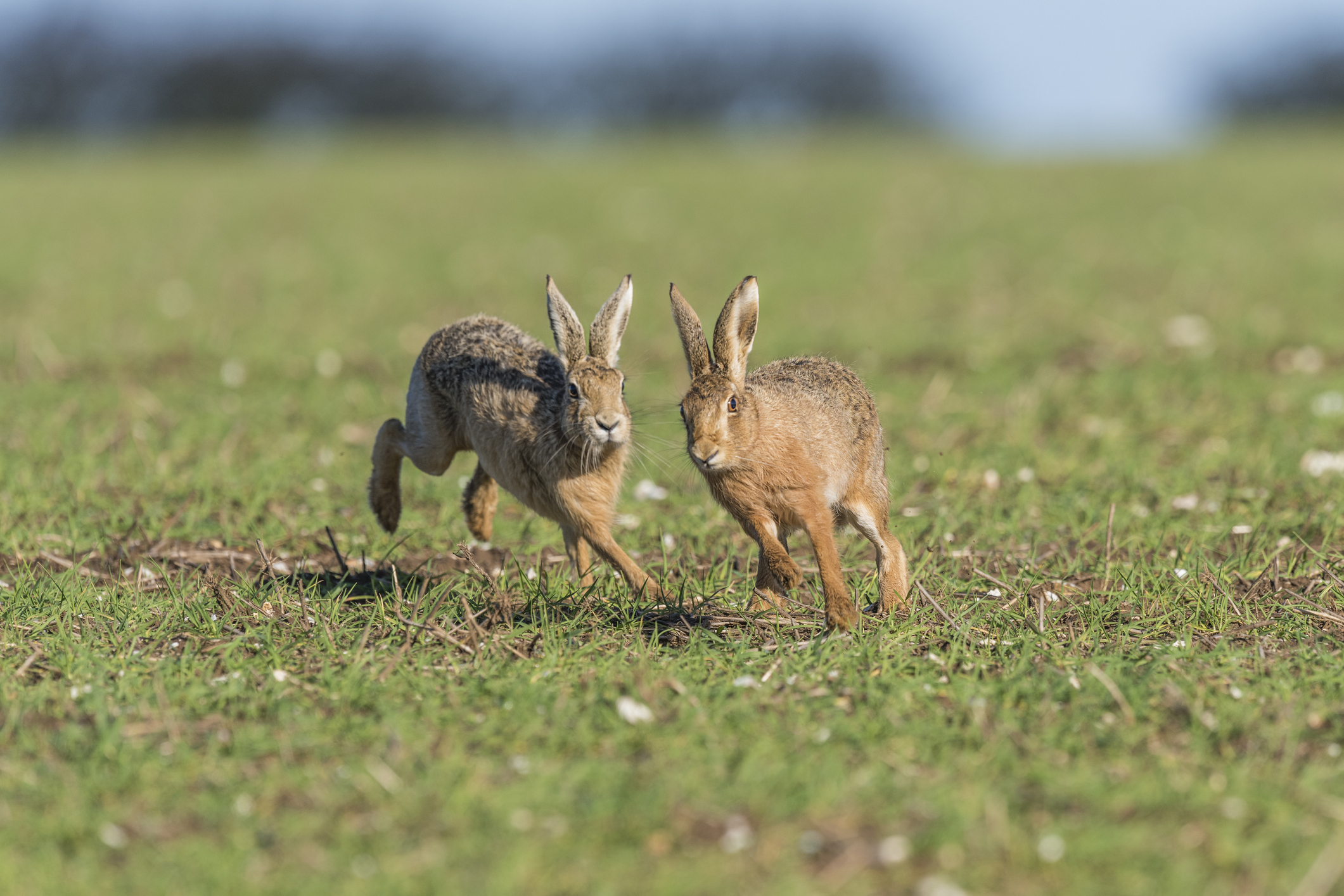 iStock-1064139304 - hares.jpg